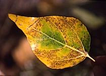 Amarel Leaf
